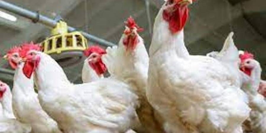 أسعار الدواجن اليوم الجمعة 8 أغسطس