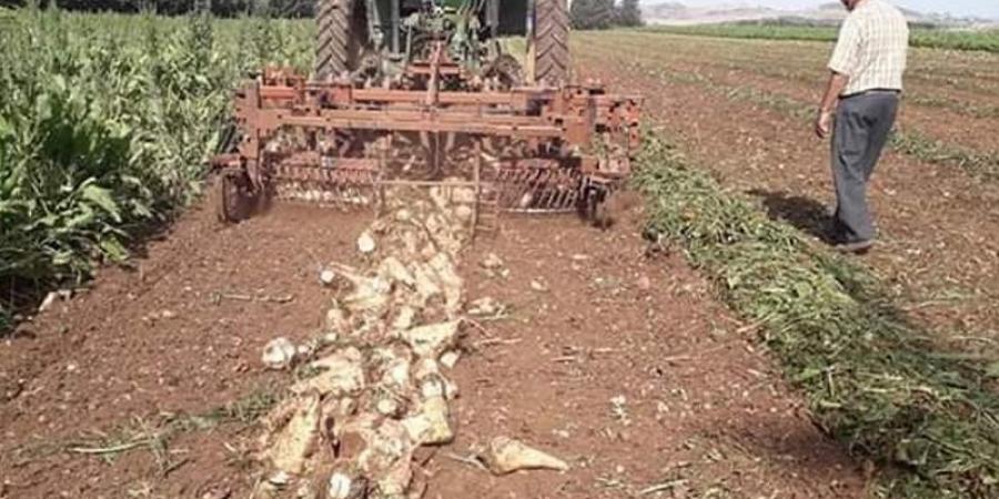 من أجل إعادة زراعة اللفت السكري : توزيع عقود على الفلاحين