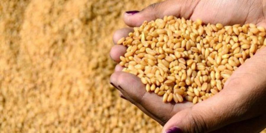عاجل/ بالأرقام: موسم الحصاد لهذا العام هو الأفضل منذ 5 سنوات