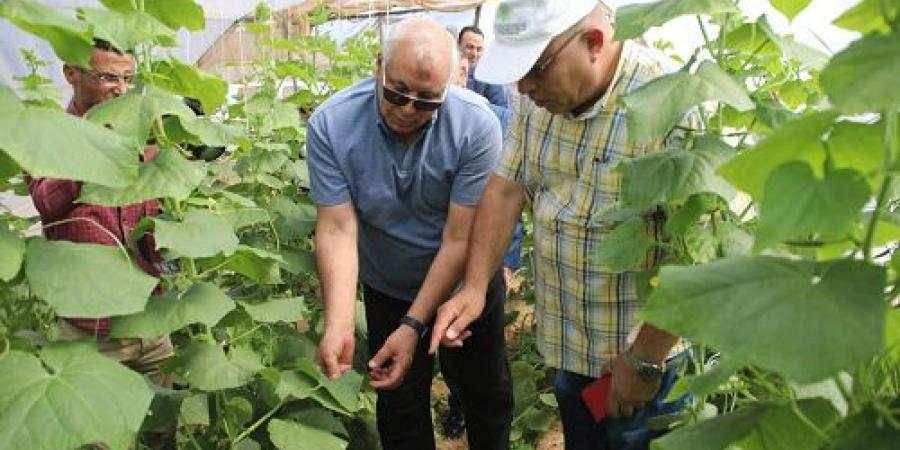 صحراء الوادي الجديدة.. تتحول إلي صوب زراعية