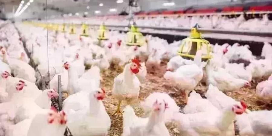 أسعار الدواجن اليوم الإثنين.. الفراخ وصلت لكام