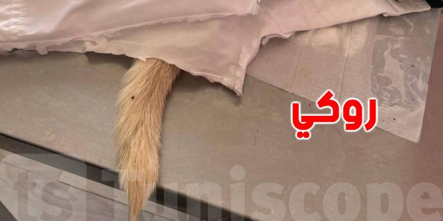 كلب ''روكي'' يفارق الحياة بعد اعتداء همجي في زاوية سوسة، والنيابة تبدأ تحقيق