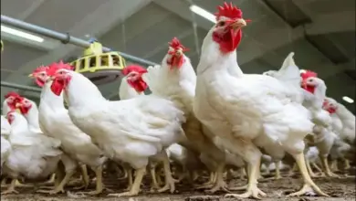 اسعار الدواجن اليوم في مصر