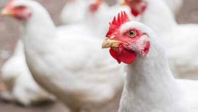 اسعار بورصة الدواجن اليوم