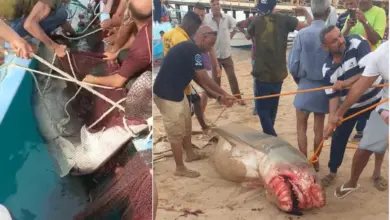 قرش الغردقة