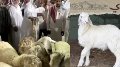 اسعار الاضاحي في السعودية