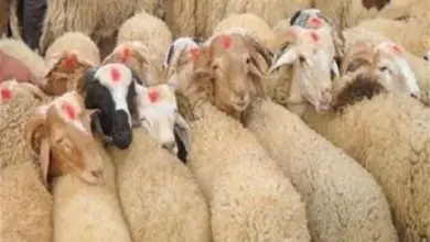 سعر الهدي في بنك الراجحي